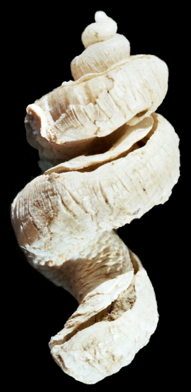 Tenagodus obtusus e Petalopoma elisabettae